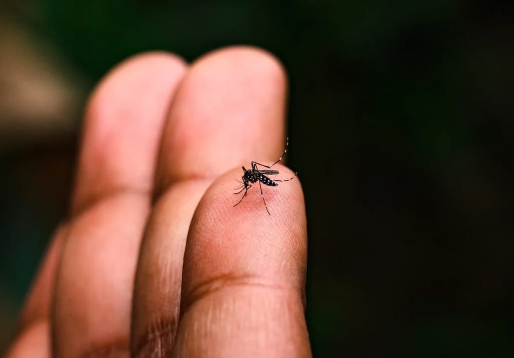 Dengue fever monitoring and care