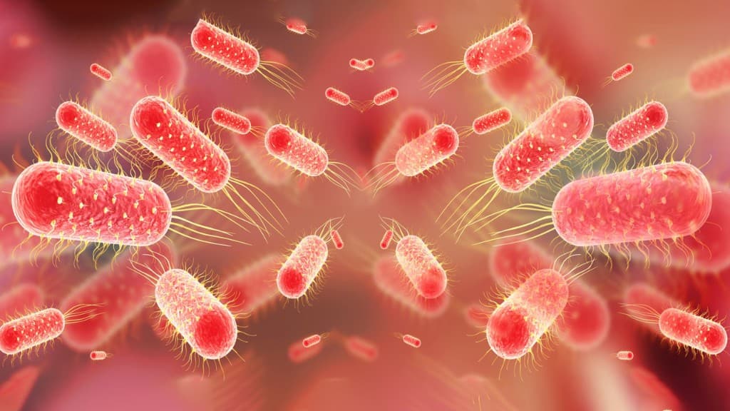Typhoid fever treatment